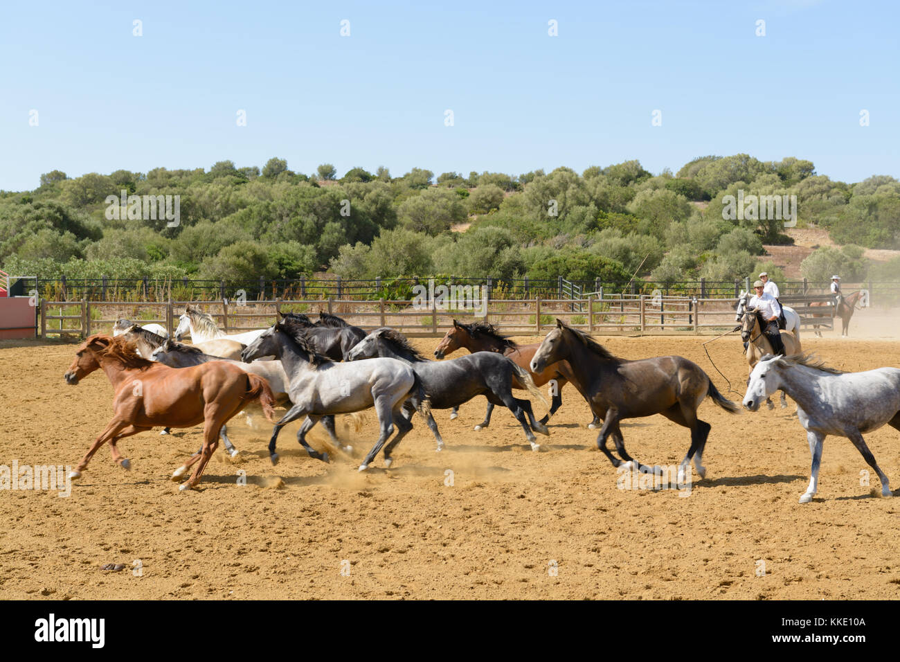 Horse Trainer mit einer Herde von jungen Pferden Stockfoto