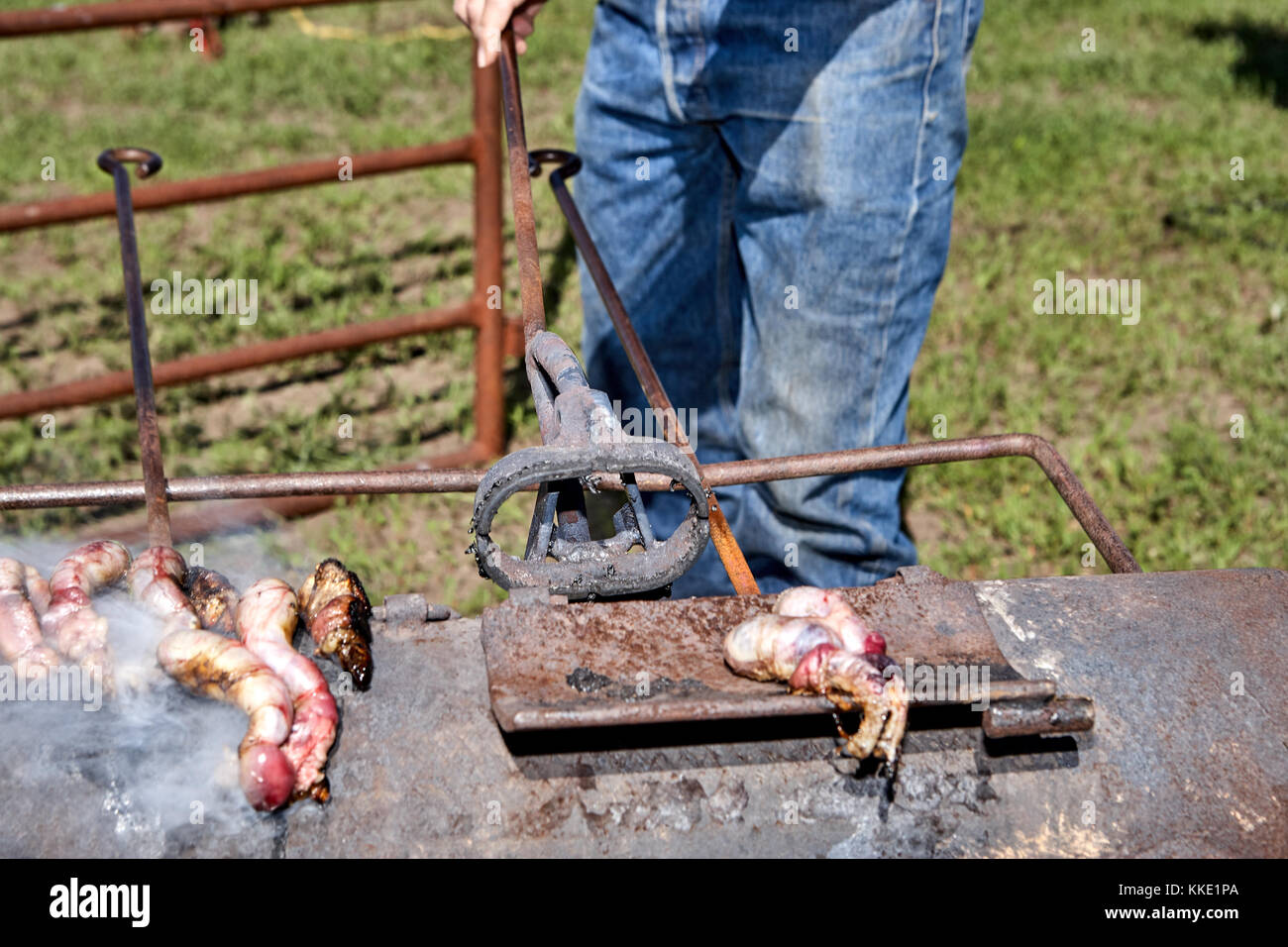 Frisch geschälten Kalb Hoden auf einem Brenner in einem Feld mit einem Cowboy Heizung ein Branding Iron oder Kastration Werkzeug innerhalb der Ofen als die Hoden Braten auf Stockfoto