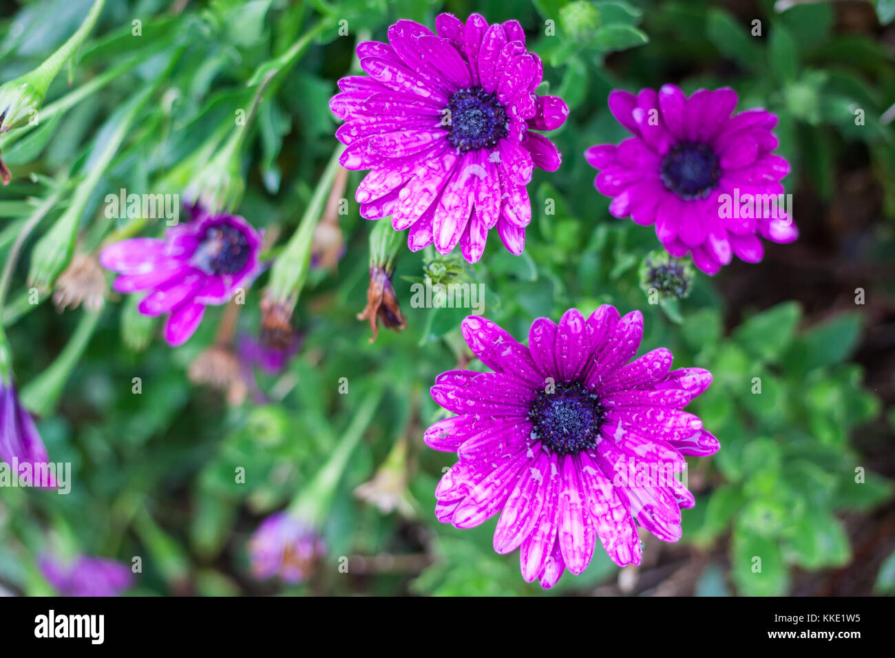 Lila Osteospermum, oder African Daisy, Blumen nach dem Regen Stockfoto