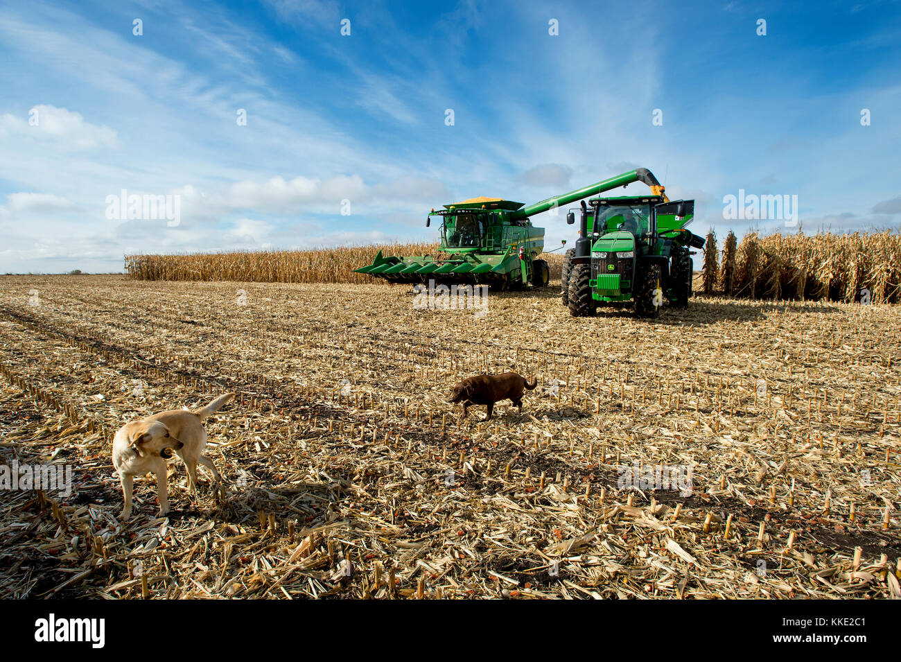 Hunde laufen um MAISFELD UND MÄHDRESCHER ERNTEN VON MAIS UND LADEN IN DEN TRICHTER in Utica, Minnesota. Stockfoto