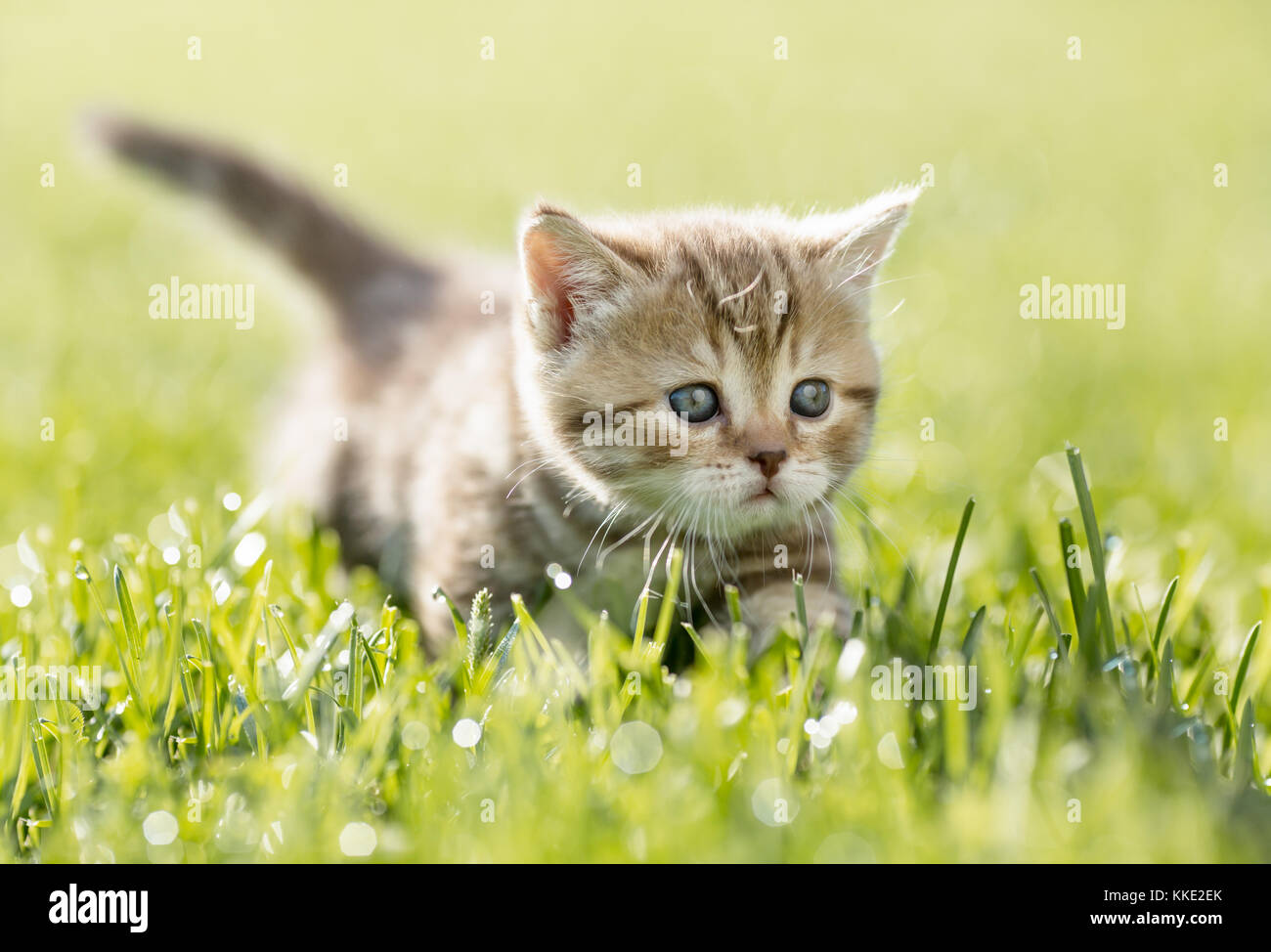 Kätzchen im grünen Gras Stockfoto