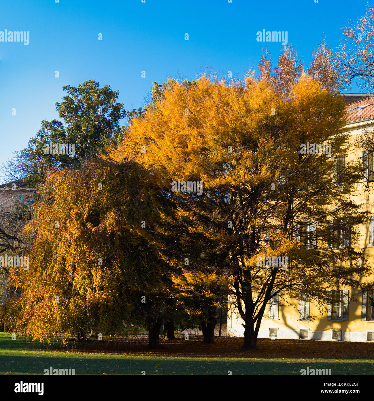 Herbst Farben - eine wunderbare Gruppe von Bäumen im Garten von Guastalla in Mailand Stockfoto