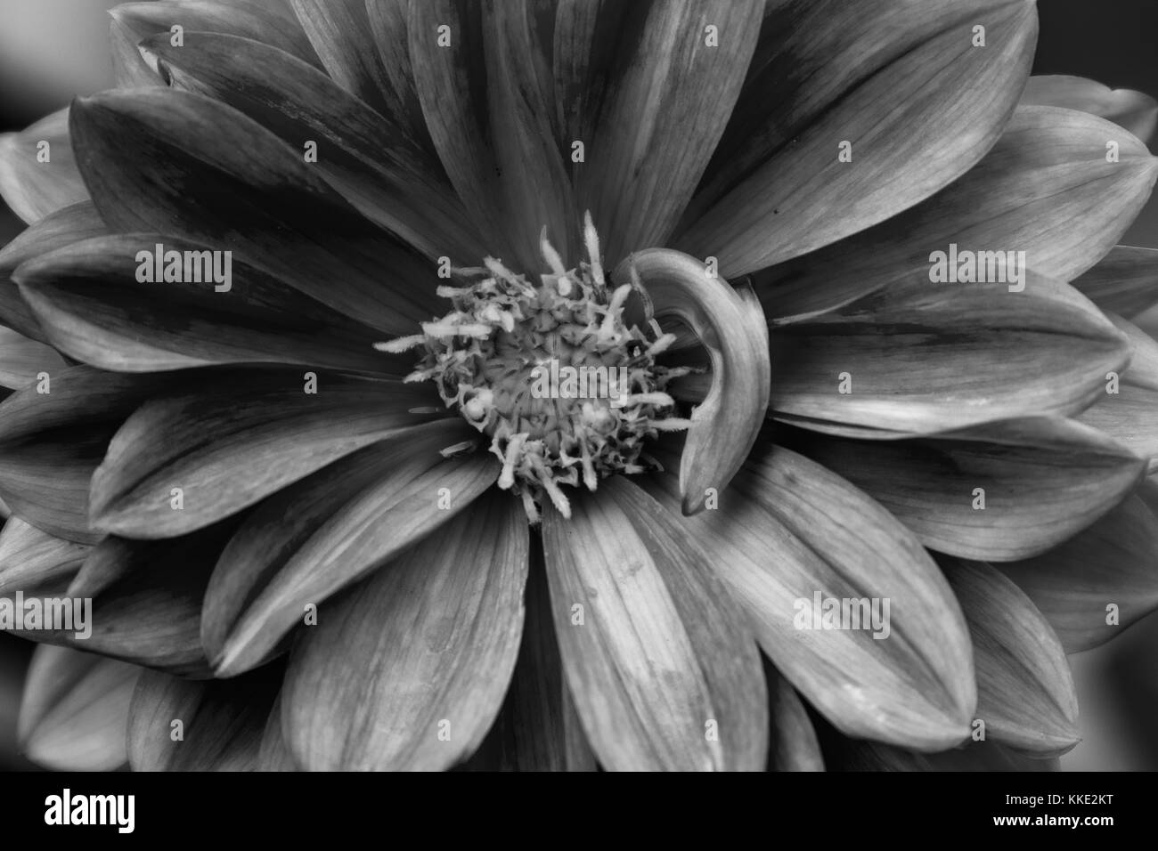Rose Dahlia mit Wasser Regen fallen. Schwarz und Weiss. Stockfoto