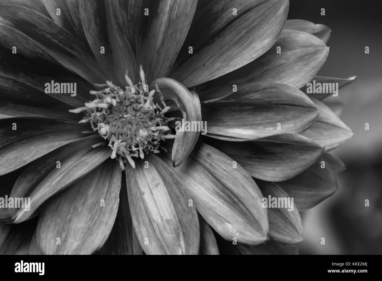 Rose Dahlia mit Wasser Regen fallen. Schwarz und Weiss. Stockfoto
