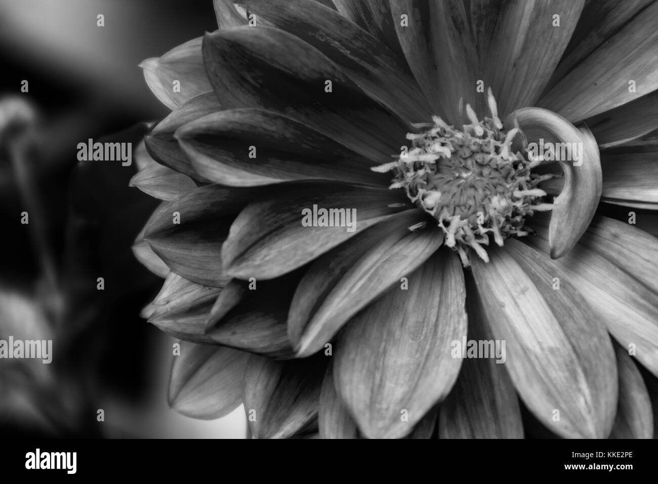 Rose Dahlia mit Wasser Regen fallen. Schwarz und Weiss. Stockfoto