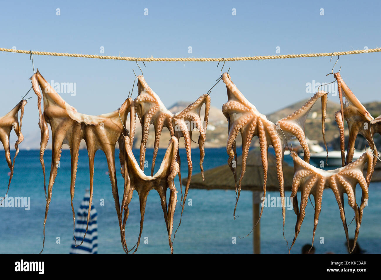 Octopus trocknen am Strand neben einem Restaurant in Griechenland. Frischer Octopus auf der Leine zum CONSIDER. Stockfoto