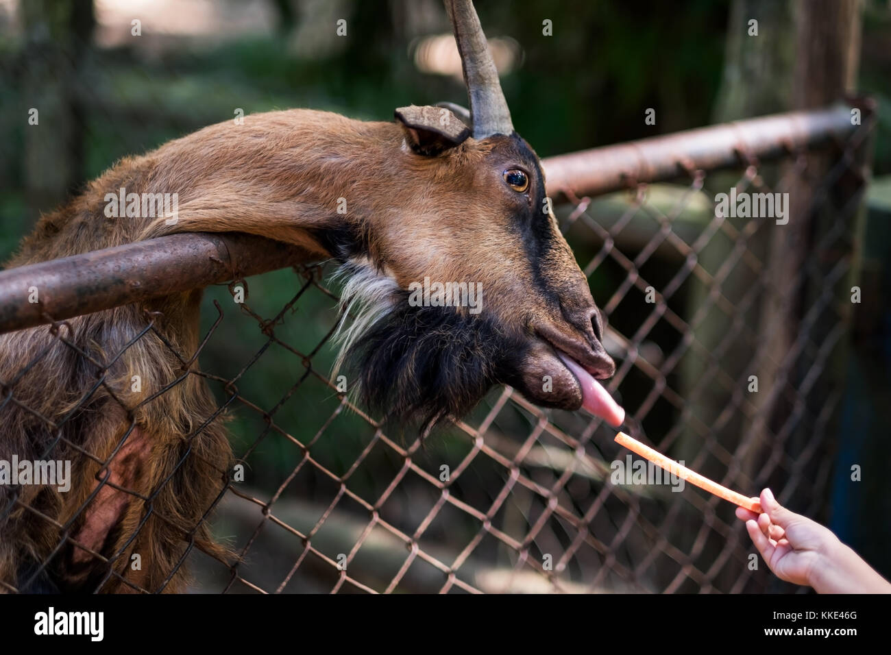 Das Füttern von Ziegen mit frische Blätter. Stockfoto