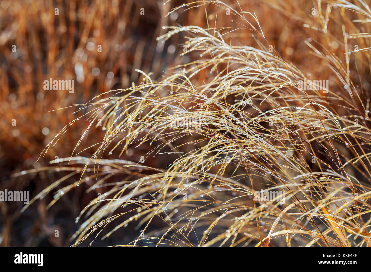 Tautropfen im herbst gras verschwommen herbst gras mit Tautropfen am Morgen Stockfoto