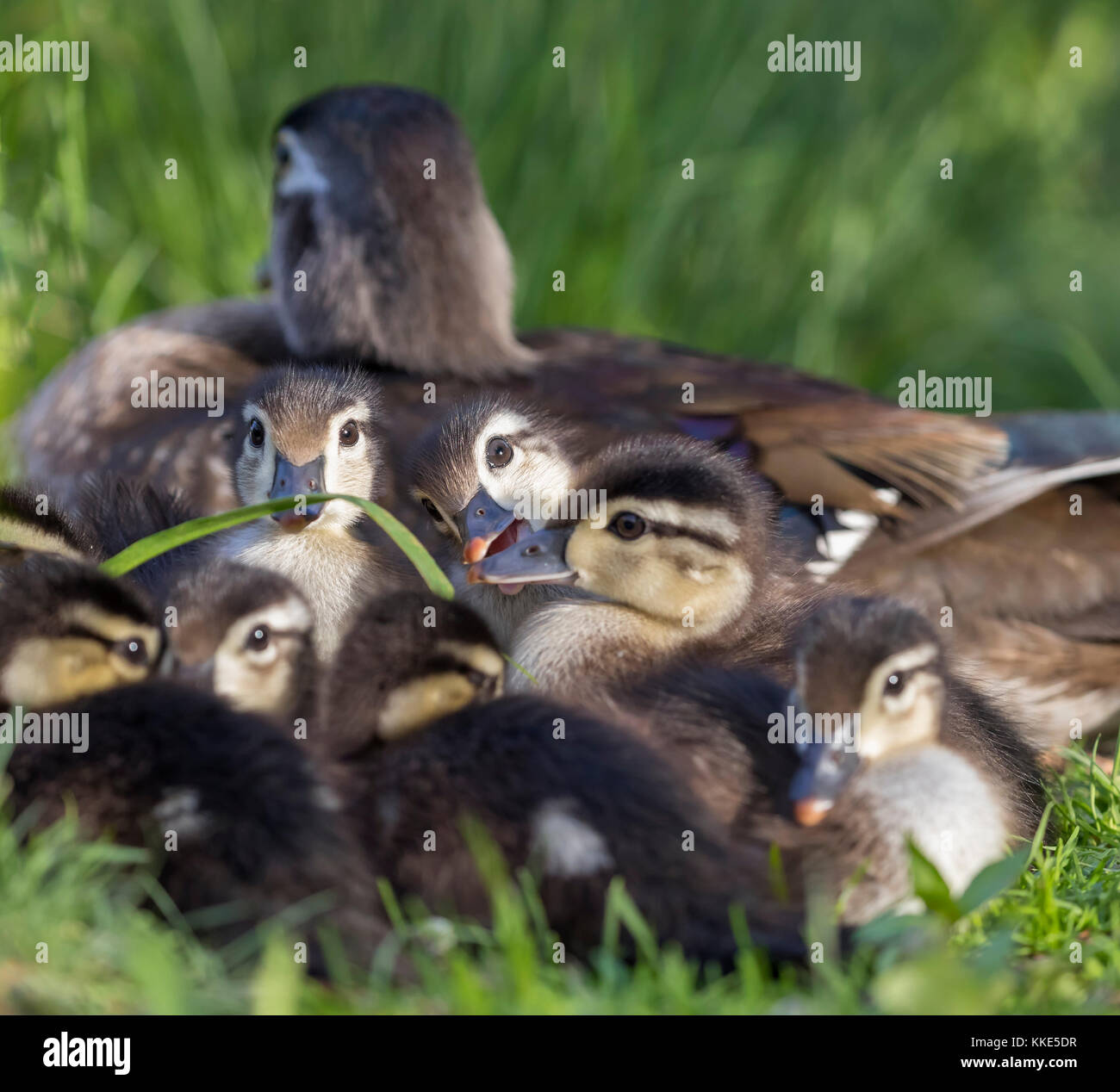 Holz Entenküken im Nest, Manitoba, Kanada. Stockfoto