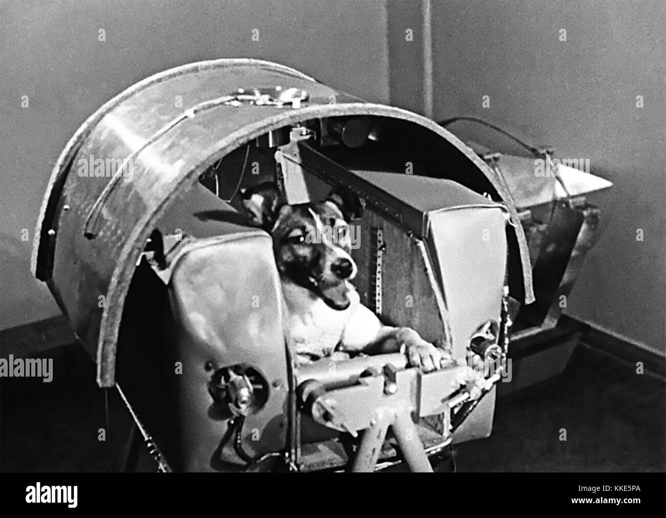 LAIKA (c) 1954-1957 ein Moskauer stray in Sputnik 2 Am 3. November 1957 ins Leben gerufen. Der Überhitzung auf Wiedereintritt enthalten. Stockfoto
