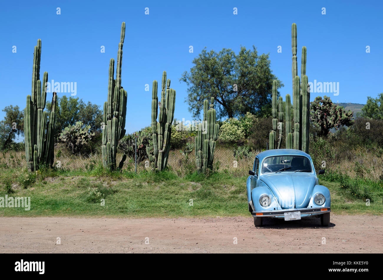 Alte Blue Beetle Auto vor massiven Kakteen Stockfoto