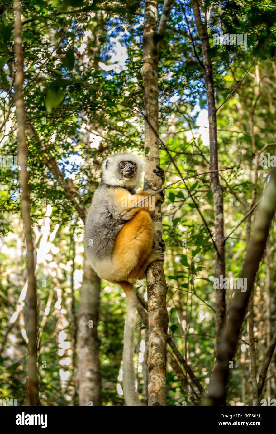 Diademed sifaka Festhalten an einem Baum in Madagaskar Stockfoto