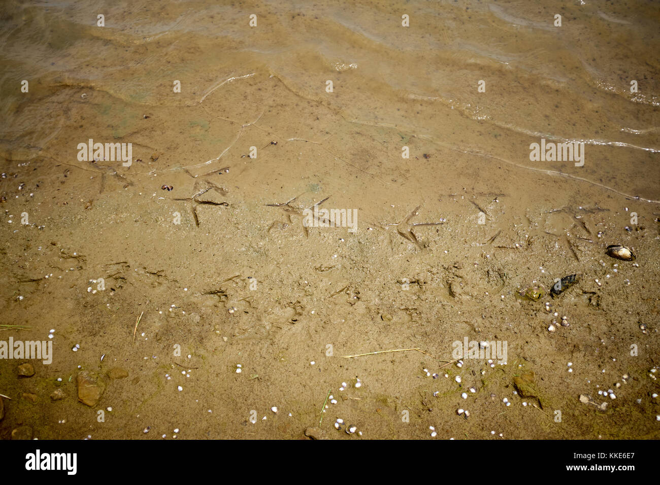 Spuren der ein Planschbecken Vogel am Ufer eines Sees oder Flusses am Wasser Stockfoto