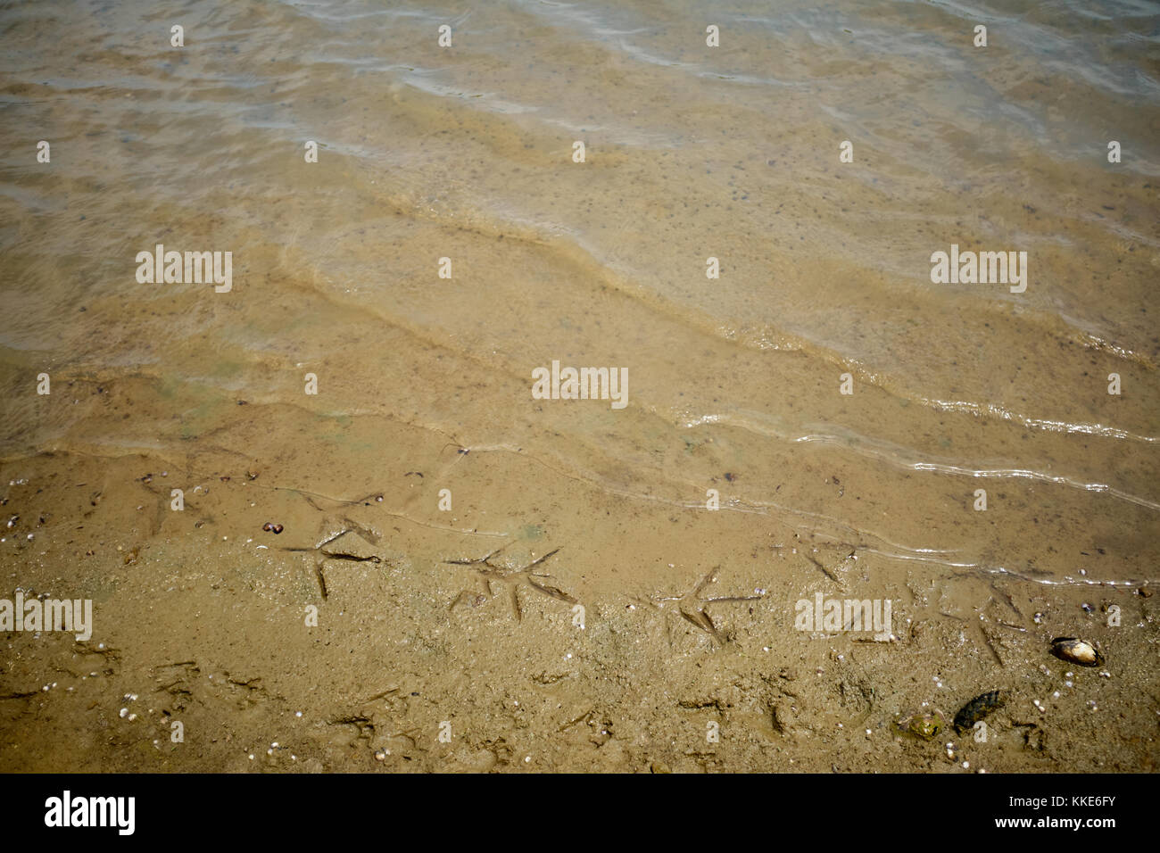 Spuren der ein Planschbecken Vogel an einem Flussufer oder Ufer eines Sees in der Nähe der Wasser Stockfoto