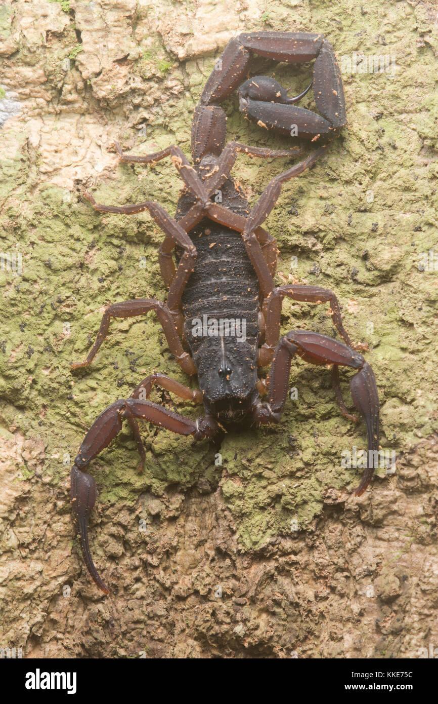 Eine Rinde Skorpion auf einem Baum in Belize. Stockfoto