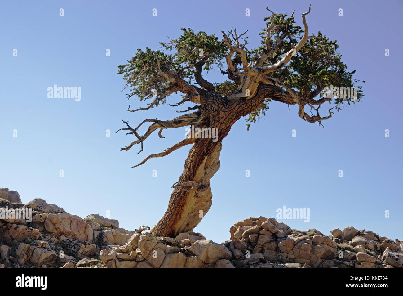 Einsamer Baum gelehnt auf einem felsigen Grat mit blauem Himmel Stockfoto