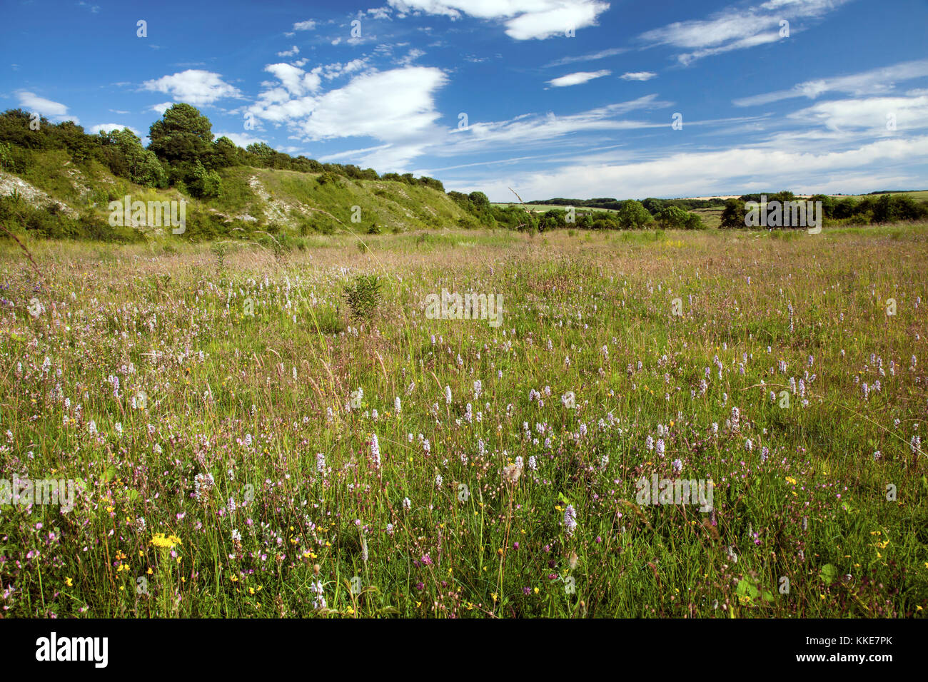 Orchideen in Wharram Steinbruch Yorkshire Wildlife Trust Naturschutzgebiet North Yorkshire Stockfoto