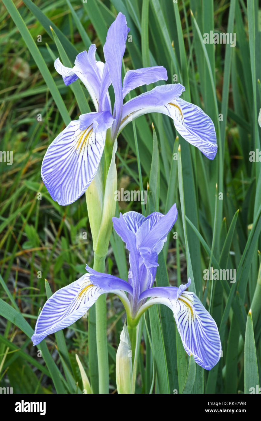 Zwei wilde iris Blumen auf einer Wiese Stockfoto