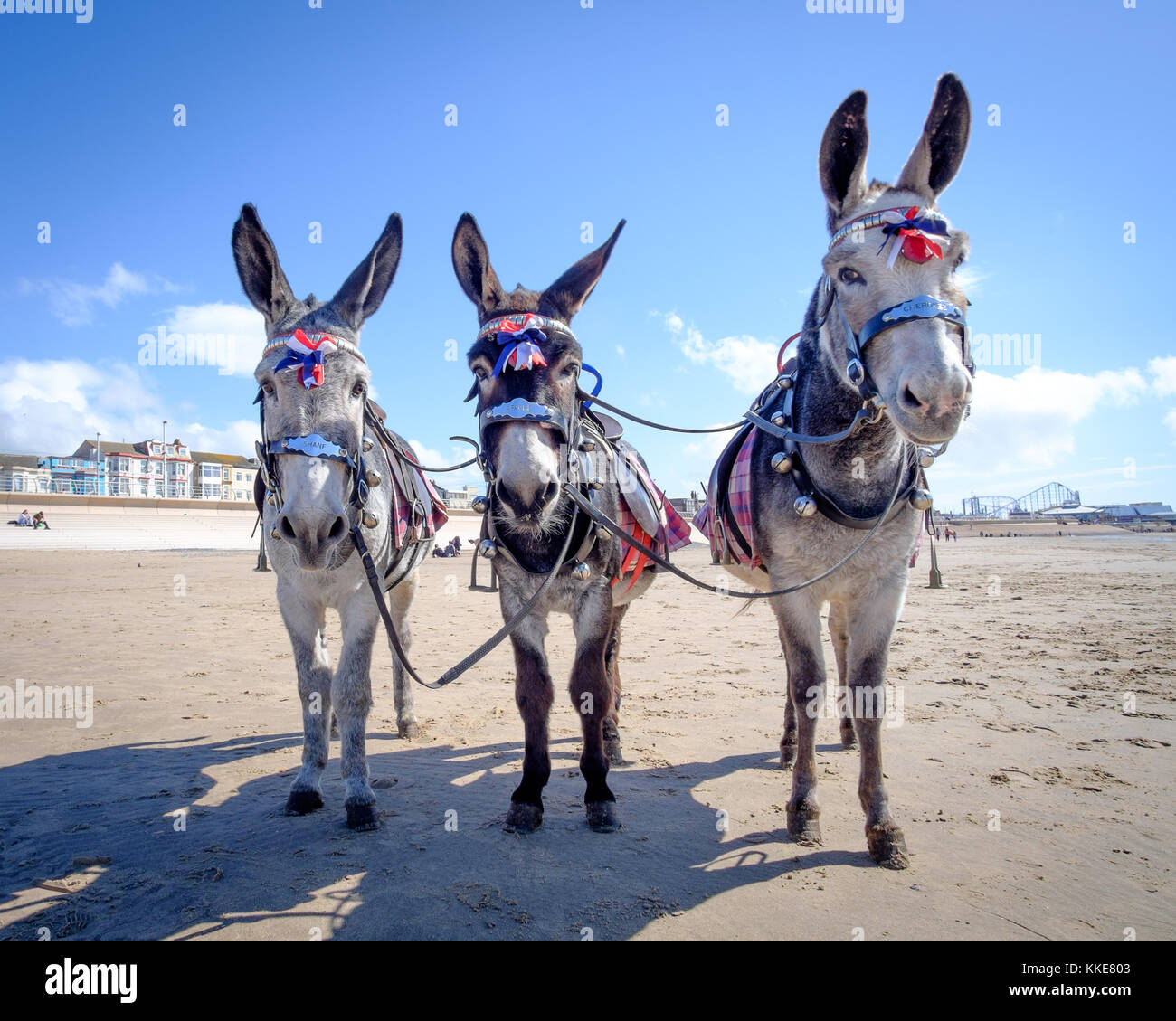 Drei Esel am Strand in den Badeort Blackpool, North West England, wachsam und aufmerksam, ohne Reiter, an einem schönen sonnigen Tag im Sommer 2017. Stockfoto