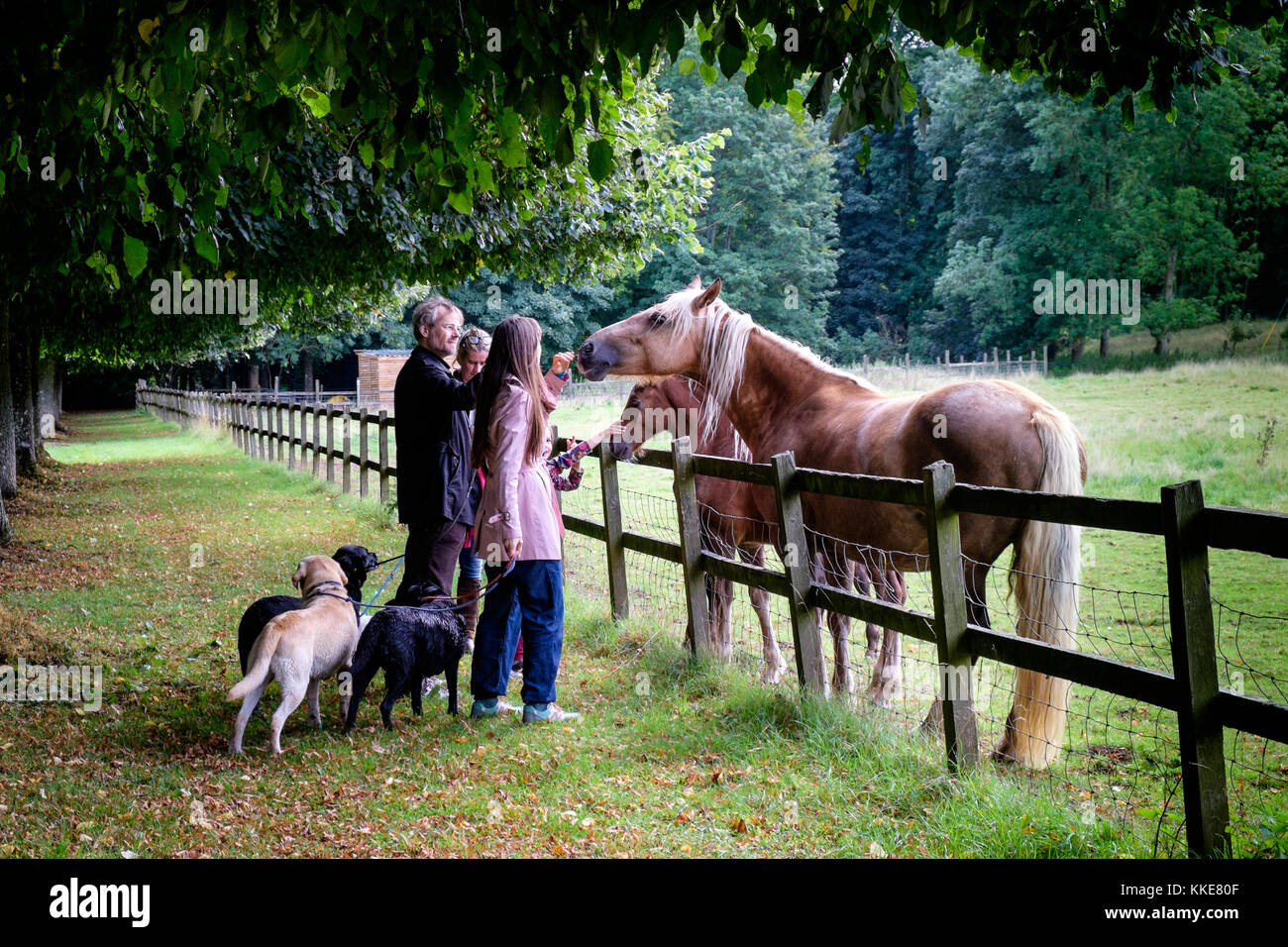 Familie füttern Pferde in der Nähe von Feld. Stockfoto