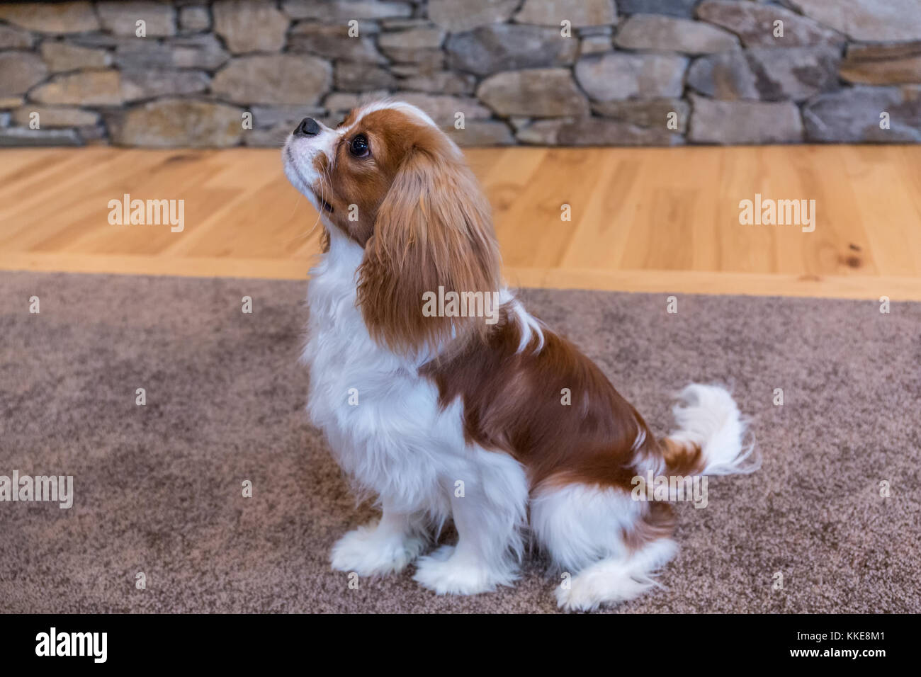 Cavalier King Charles Spaniel Welpen "Bode" geschult, um zu sitzen und in Maple Valley, Washington, USA Aufenthalt Stockfoto