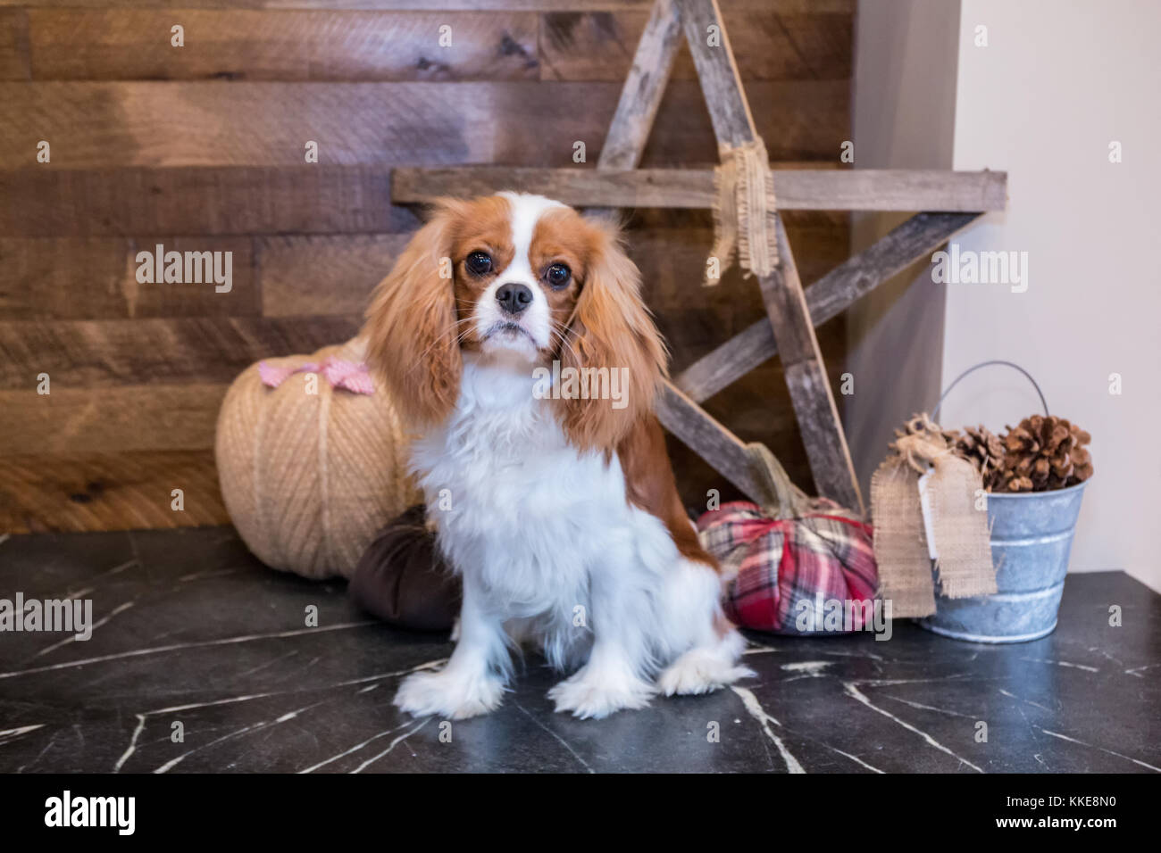Cavalier King Charles Spaniel Welpen "Bode" ausgebildet werden, zu sitzen und vor dem Kamin in Maple Valley, Washington, USA Aufenthalt Stockfoto