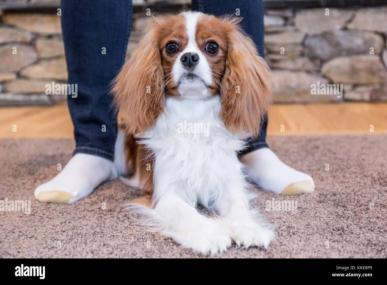 Cavalier King Charles Spaniel Welpen "Bode" Prüfung zwischen die Beine von seinem Besitzer in