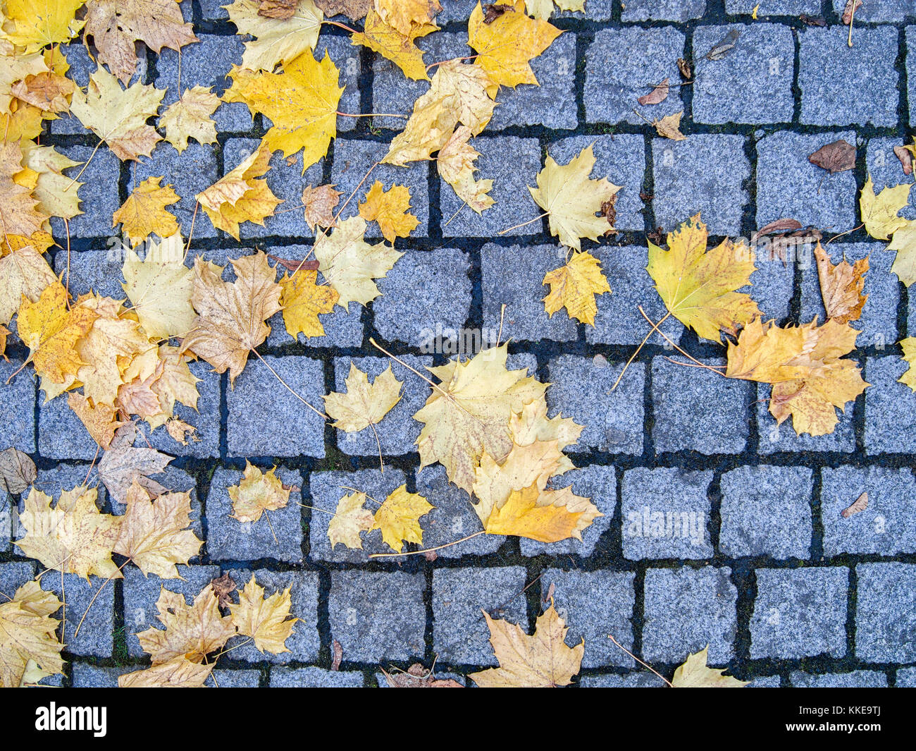 Gefallenen Blätter im Herbst auf einer gepflasterten Straße Hintergrund Stockfoto