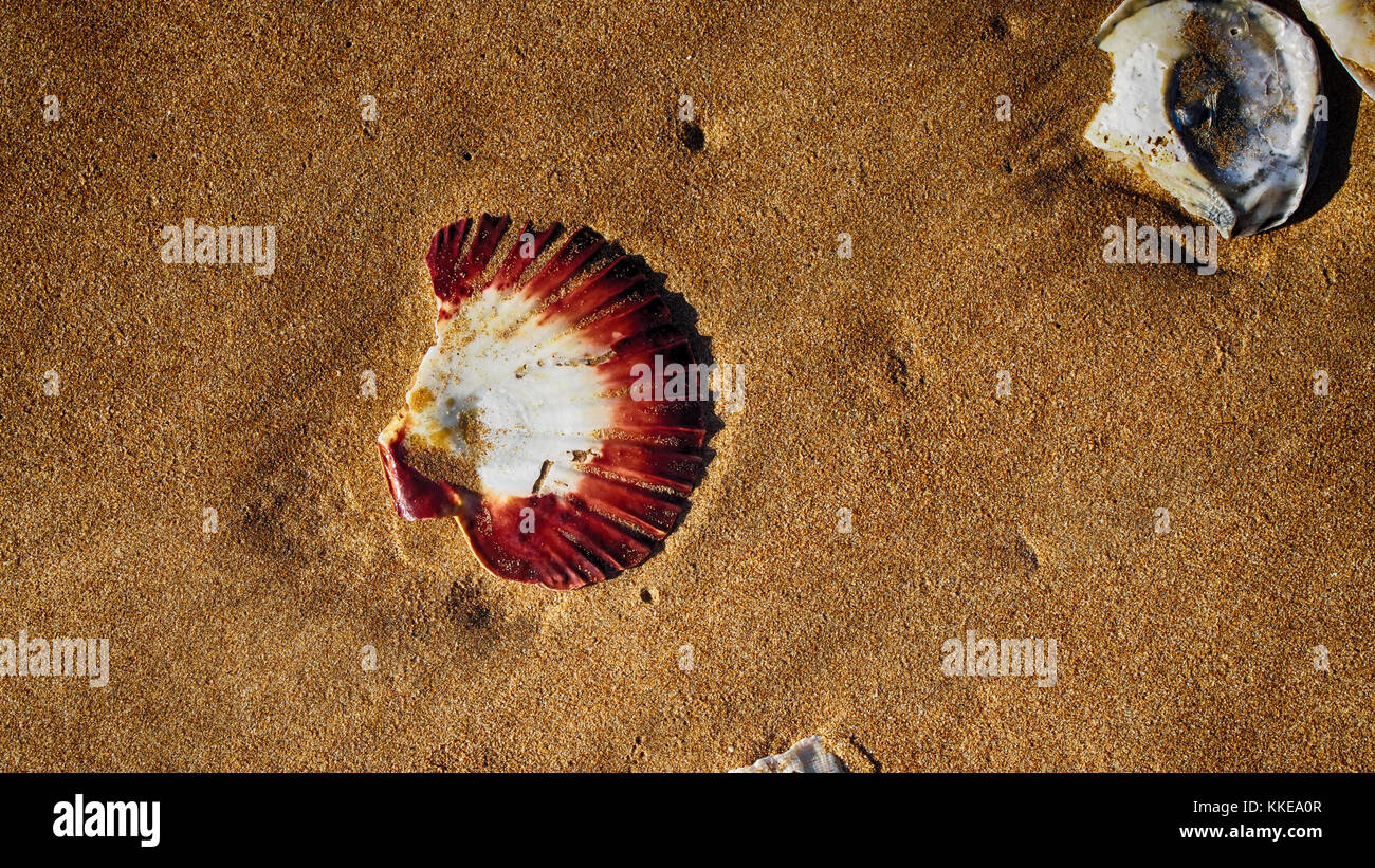 Muscheln und Sand Hintergrund Stockfoto