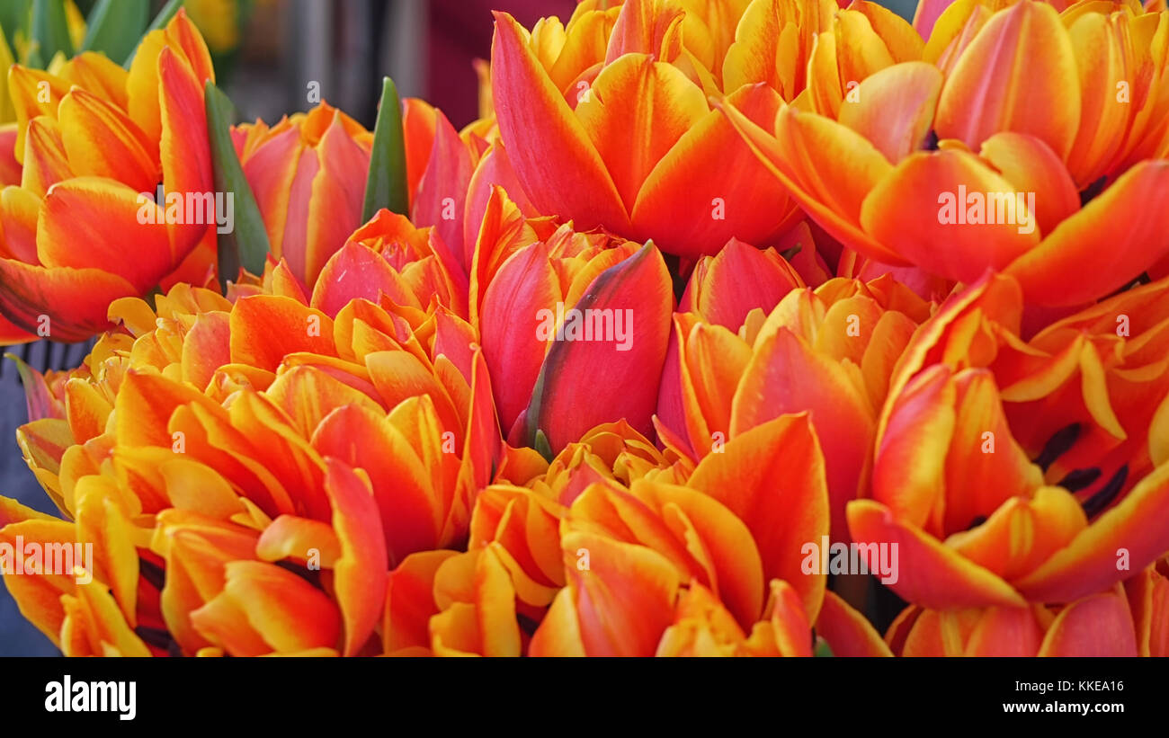 Rot - Gelb. Eine Tulpe unter Tulpen Stockfoto