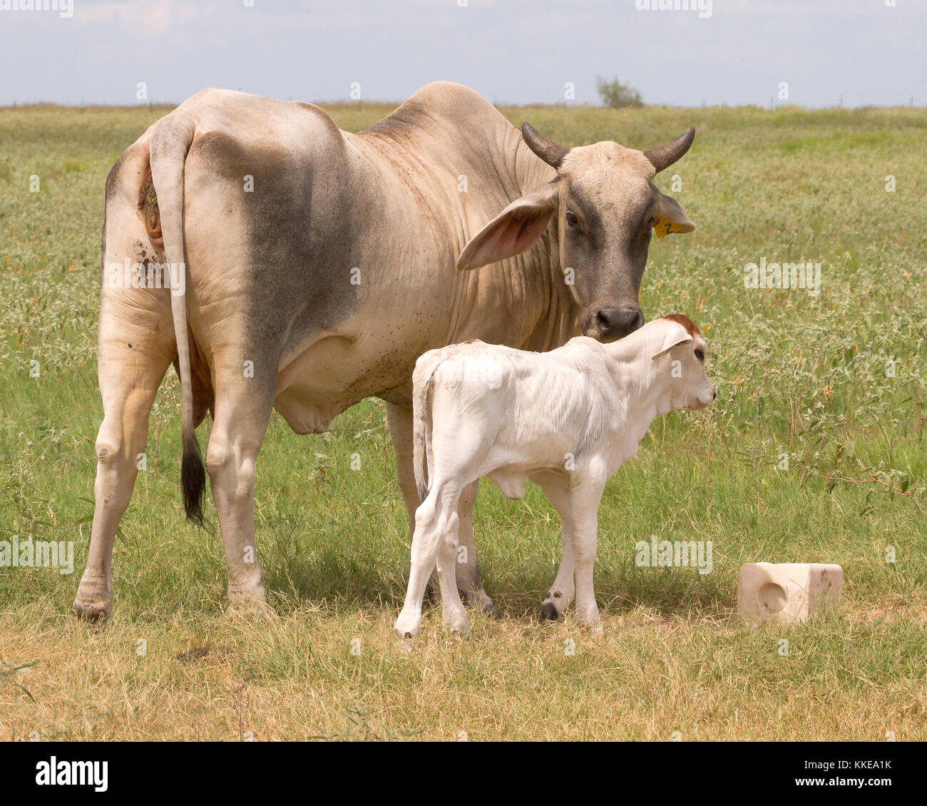 Die Brahman oder Brahma ist in den Vereinigten Staaten von rinderrassen aus Indien importiert gezüchtet. Es ist Ideal für die Texas Hitze geeignet. Stockfoto