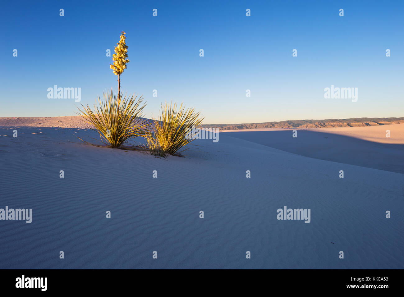 Das Licht des Sonnenuntergangs beleuchtet eine Soapweed Yucca auf einer Sanddüne im White Sands National Park, New Mexico, USA Stockfoto