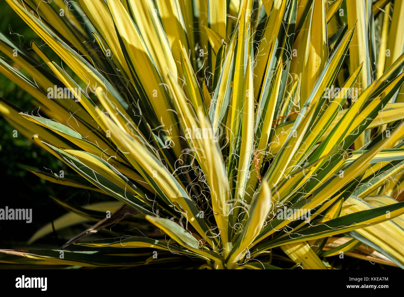Yucca Color Guard, Yucca filamentosa, in einem botanischen Garten in Oklahoma City, Oklahoma, USA wächst. Stockfoto