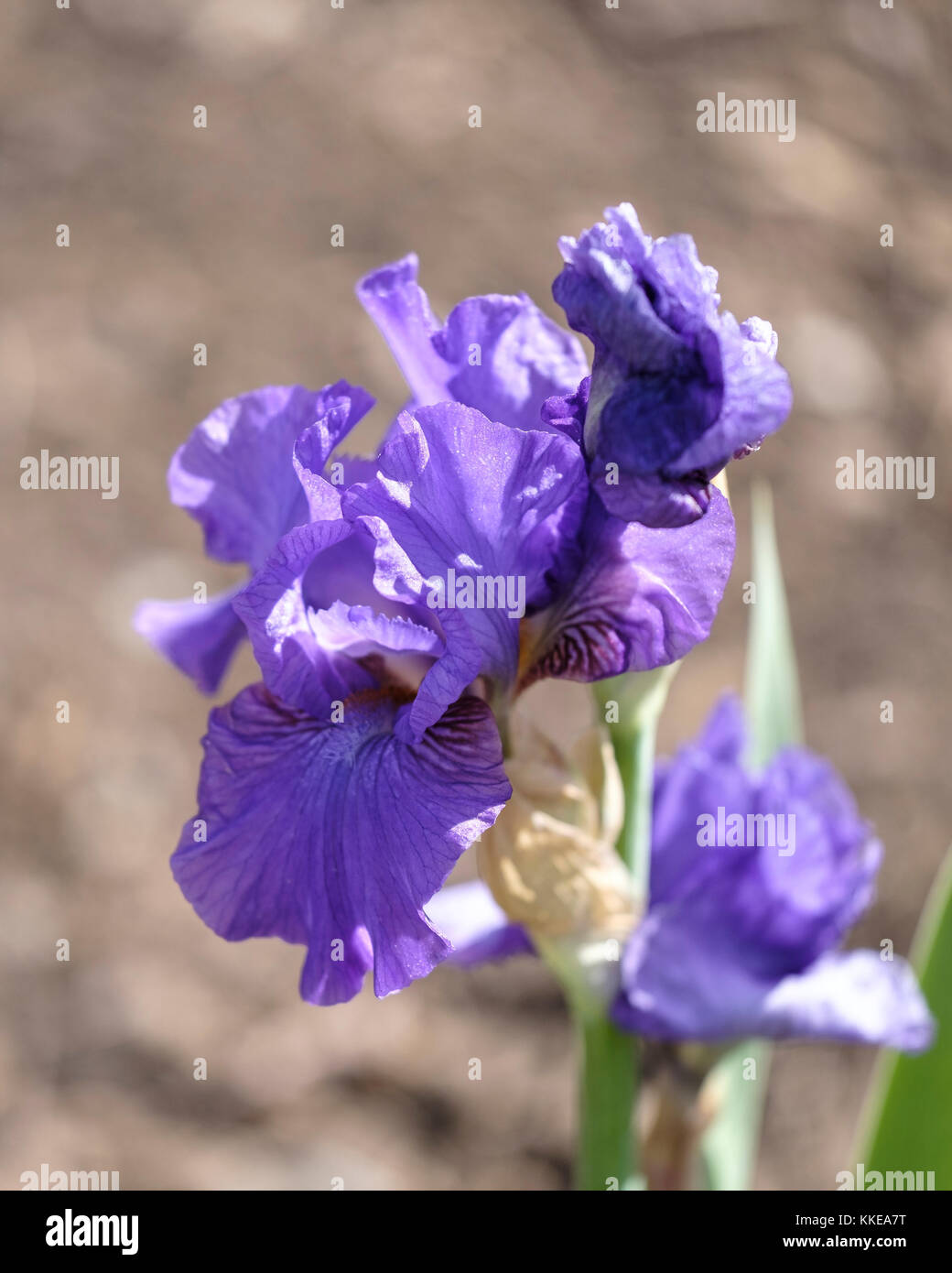 Tall Bearded Iris, zwischen Iris, Purple Iris, 'Double Überstunden" Tasco '04 IB. Oklahoma City, Oklahoma, USA. Stockfoto