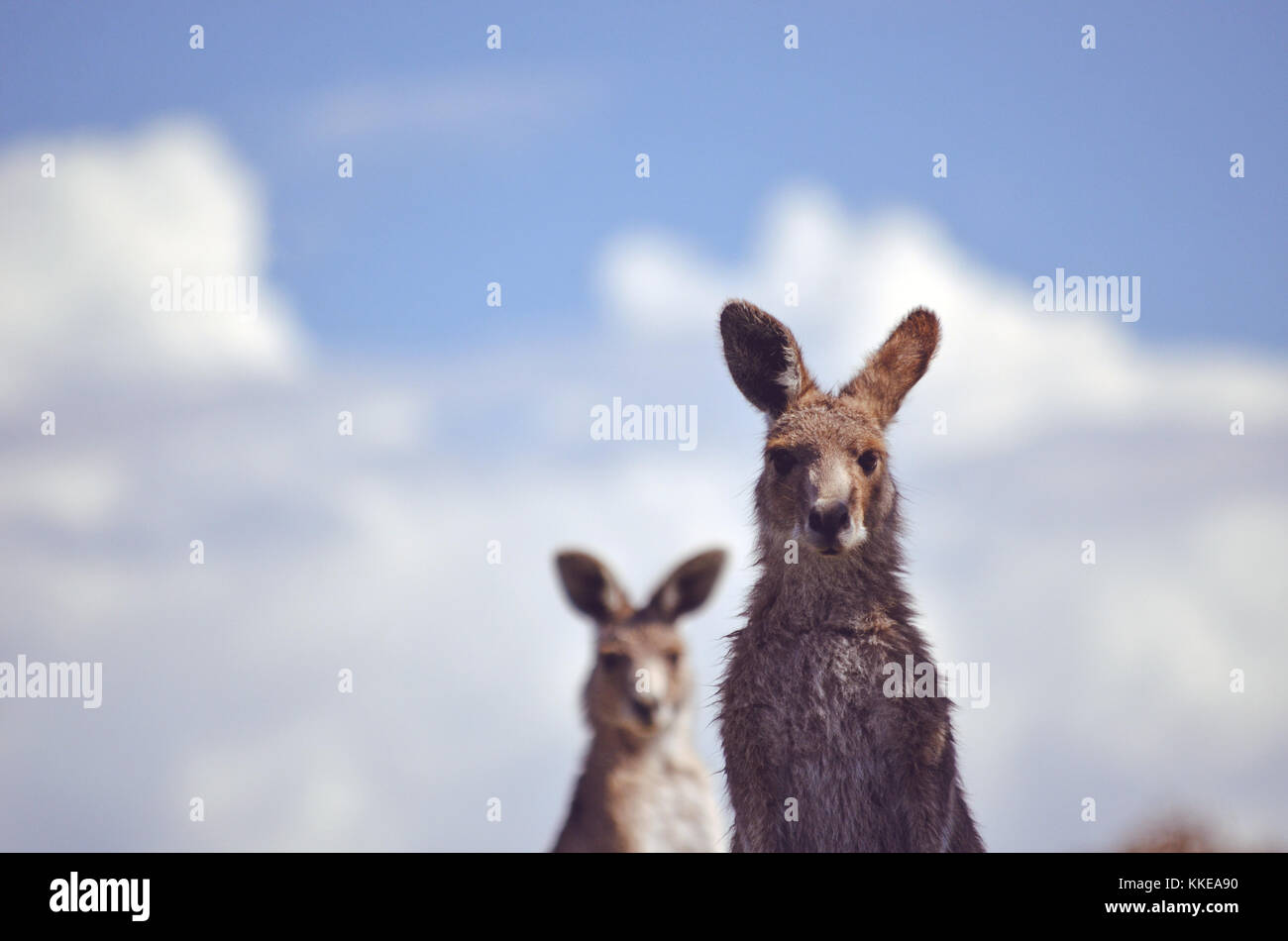 Alert östlichen grauen Känguruhs, Macropus giganteus, gegen den blauen Himmel Hintergrund, Mount Canobolas Zustand Conservation Area, Orange, NSW, Australien Stockfoto