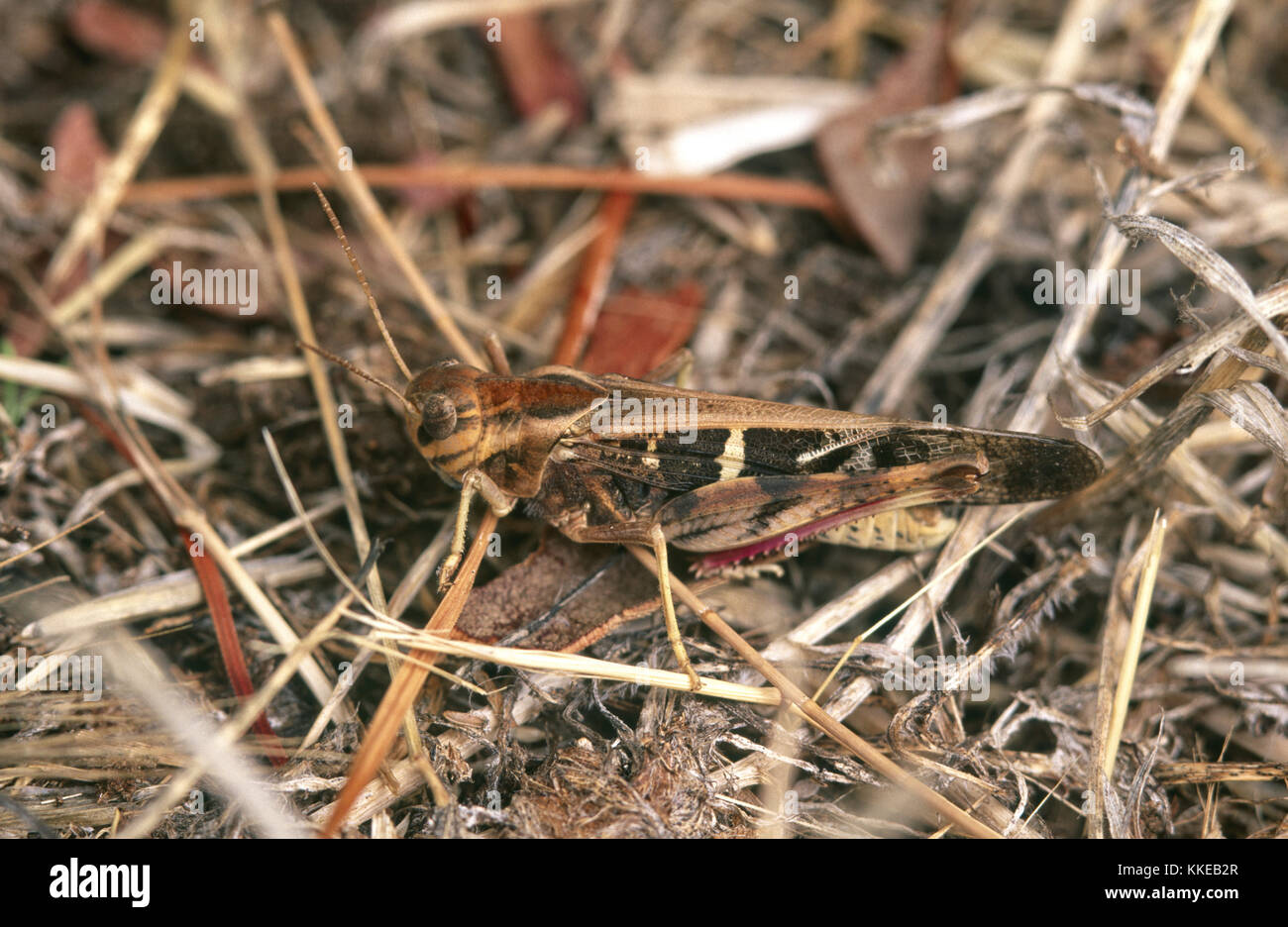 Gelb - winged Locust (Gastrimargus musicus) Stockfoto