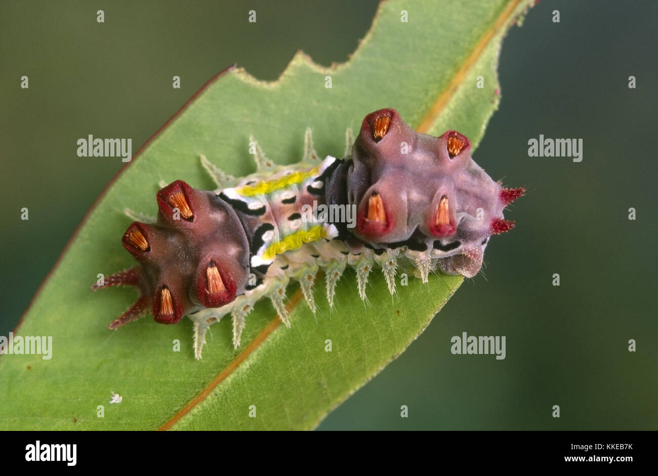 Fleckige Schale Motte (Doratifera vulnerans) Larve Stockfoto