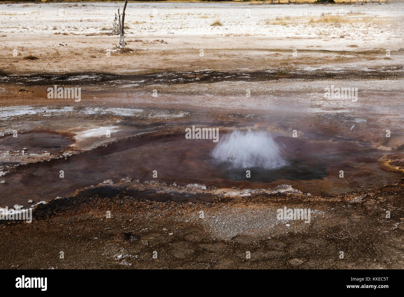 Zimt Wasserspeier thermische Funktion in schwarzen Sand Geyser Basin, Yellowstone National Park Stockfoto