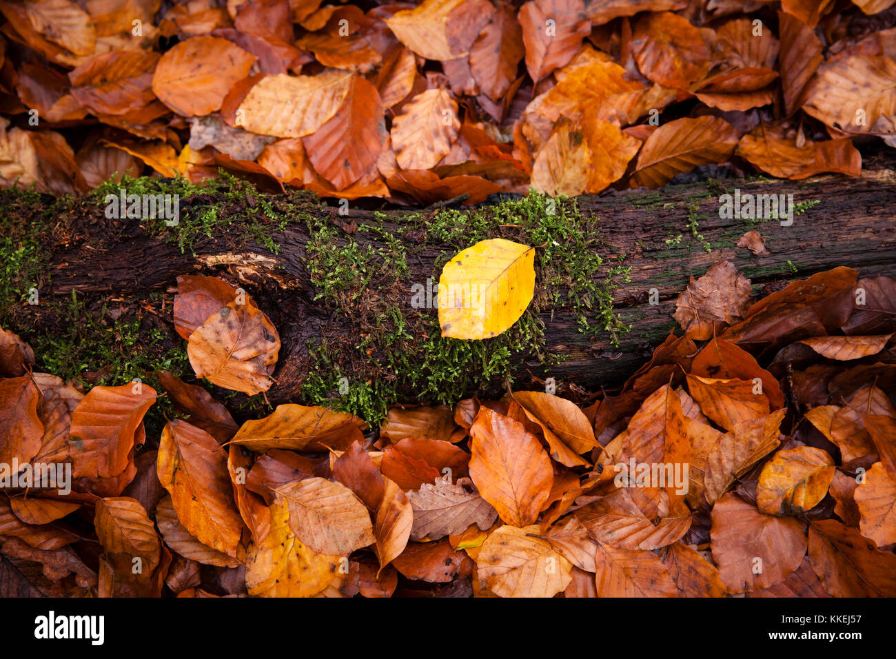 Deutschland, Herbst im Wald am Ruhrhoehenweg in den Ardeybergen bei Wetter, Herbstlaub. Deutschland, Herbst im Wald am Ruhrhoehenweg im A Stockfoto