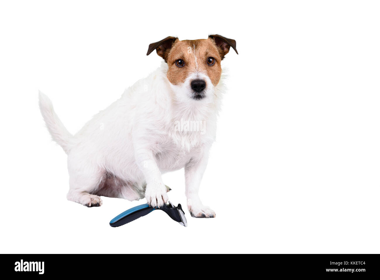 Shaggy und flauschige Hund mit Pfote auf Pet Grooming brush muss Haare schneiden Stockfoto