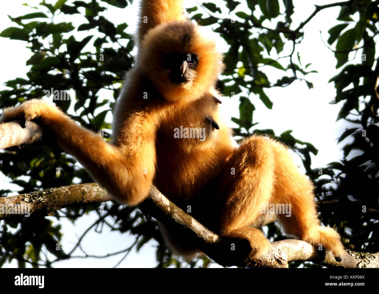 (171202) -- HAIKOU, 2. Dezember 2017 (Xinhua) -- Foto vom 13. Januar 2007 zeigt eine weibliche Hainan Gibbon, die auf einem Baum im Bawangling National Nature Reserve in Changjiang, südchinesischer Provinz Hainan sitzt. Der Hainan Gibbon oder Nomascus Hainanus ist der weltweit seltenste Primaten und wahrscheinlich seltenste Säugetierarten. In den 1950er Jahren zählten sie einst um 2.000, erlebten aber im späten 20. Jahrhundert einen starken Rückgang, der hauptsächlich auf den Verlust von Lebensräumen und die Jagd zurückzuführen war. Typischerweise lebt der Hainan Gibbon mit schwarzen Hauben (Nomascus hainanus) in Regenwaldbäumen über 10 Meter Höhe, mit langen Armen und Beinen, aber ohne Tai Stockfoto