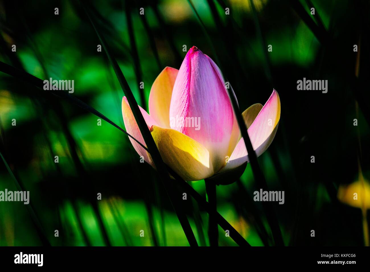 Heilige Lotus Seerose Blume Pflanze Blüte und Blätter Verschneidung auf soft-Fokus über Lilie Teich Pool Oberfläche. Rosa weiß grün Stockfoto