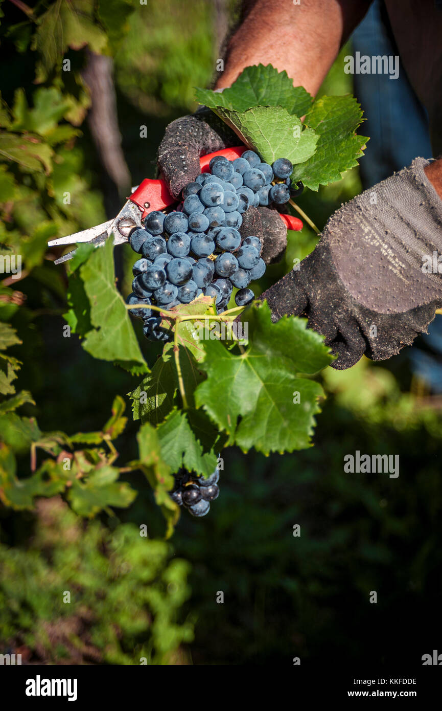 Eine Weintraube in der Hand, nur aus der Pflanze abgeschnitten. Stockfoto