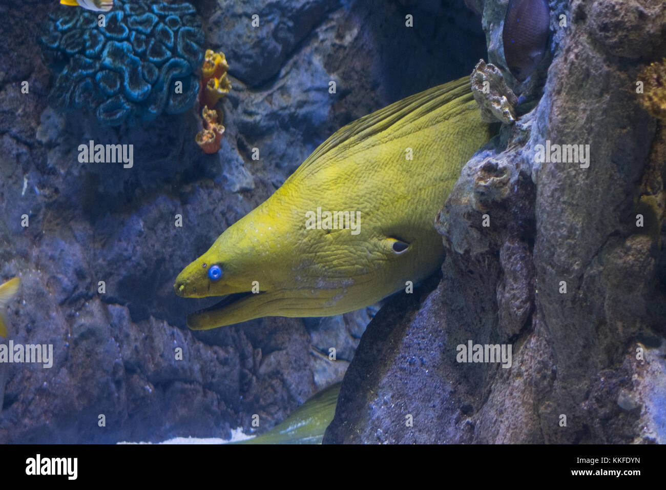 Gelber Kopf Moräne fisch Unterwasserwelt Sea Life - Stockfoto