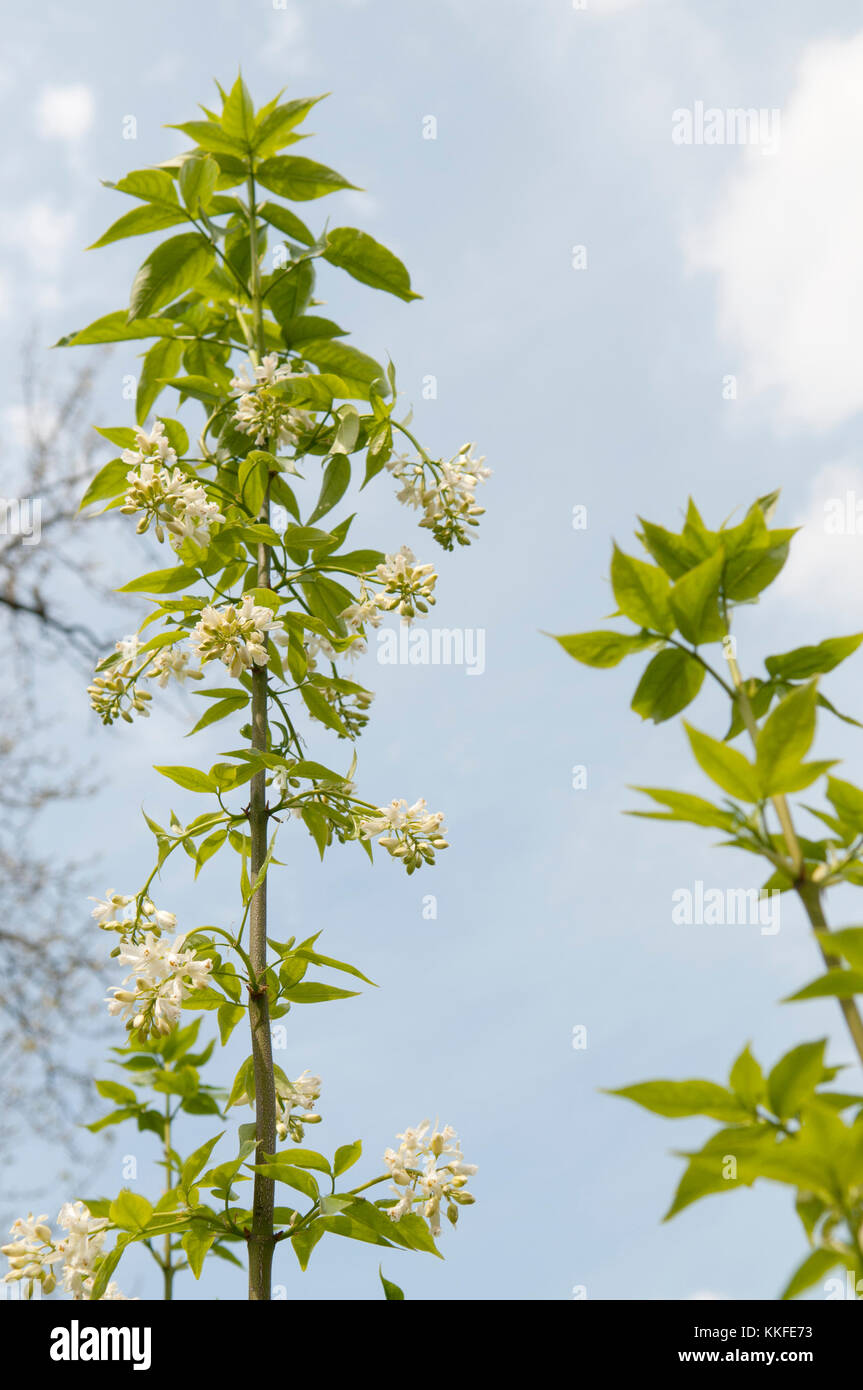 STAPHYLEA COLCHICA Stockfoto