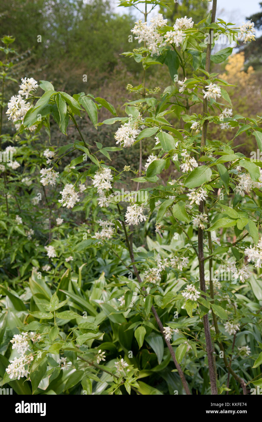 STAPHYLEA COLCHICA Stockfoto