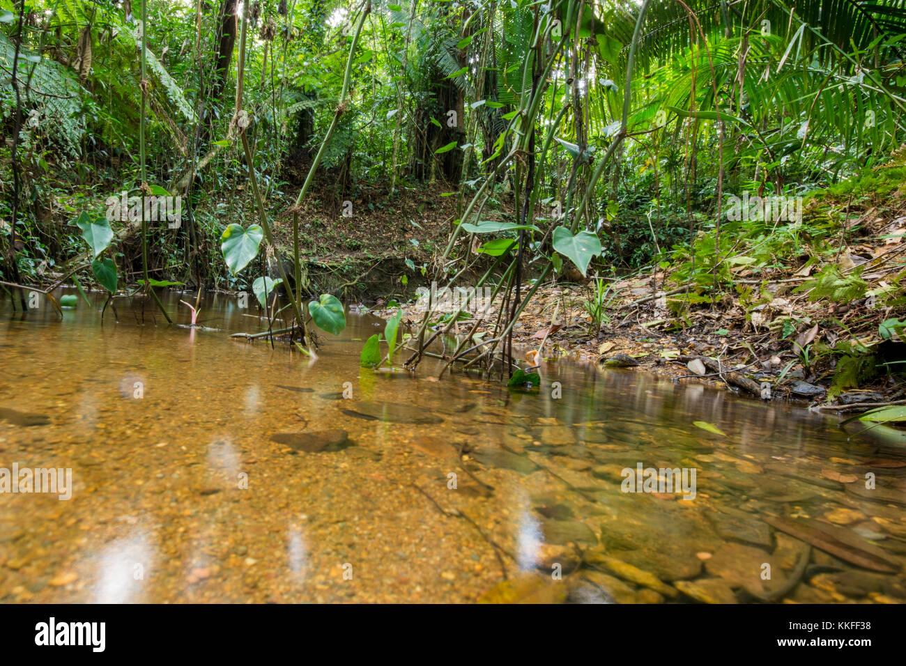 Ein Strom fließt durch den tropischen Wald in Belize. Stockfoto
