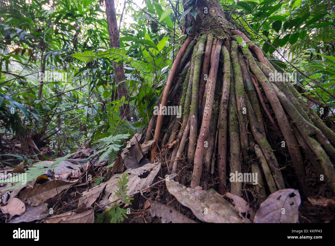 Eine interessante Palm mit einem interessanten Gewirr von Wurzeln gut sichtbar über der Oberfläche der Erde. Stockfoto