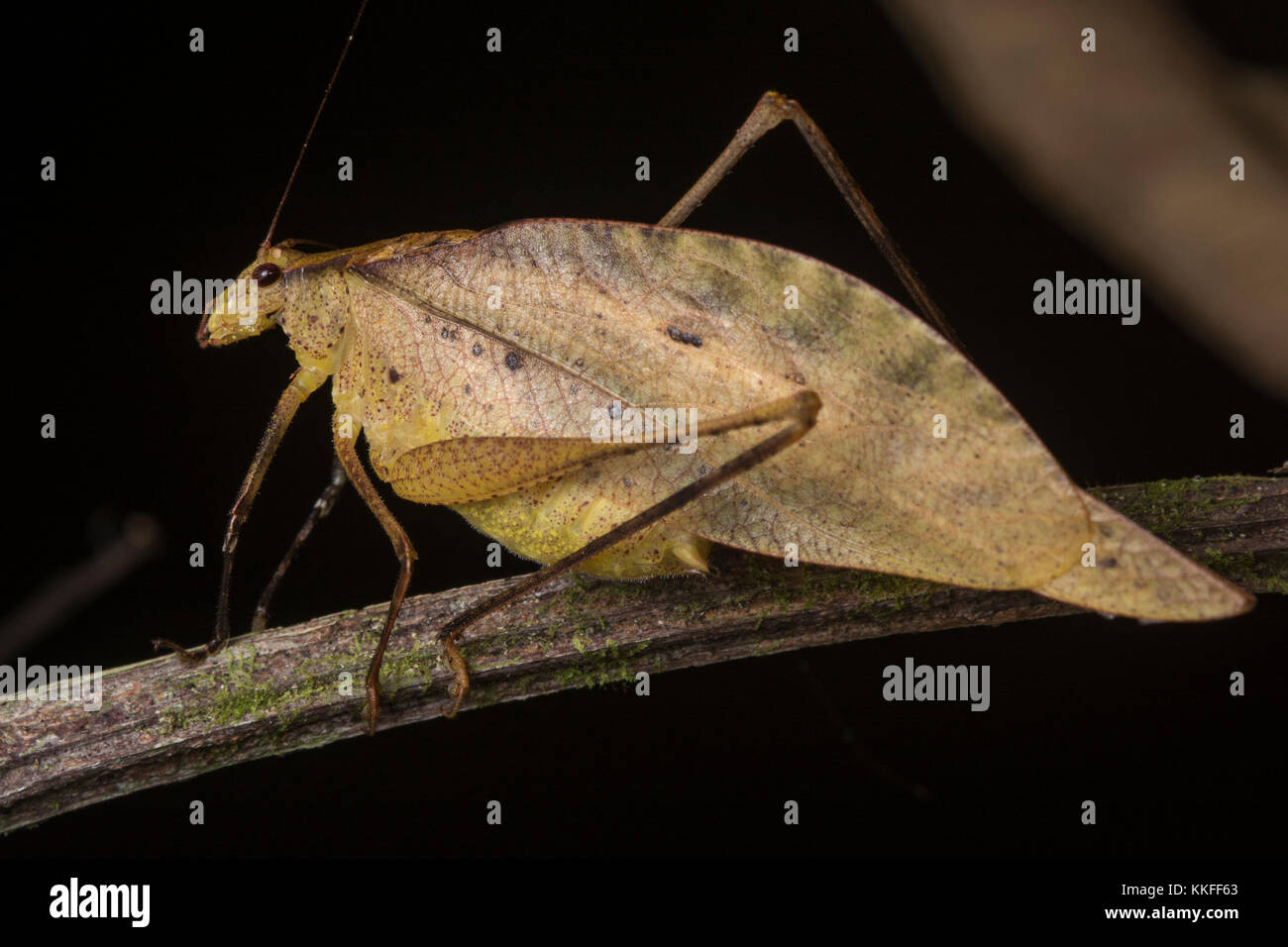 Eine katydid, das aussieht wie eine Gelbfärbung der Blätter, Tarnung, die dazu beiträgt, dass es sicher von Raubtieren. Stockfoto