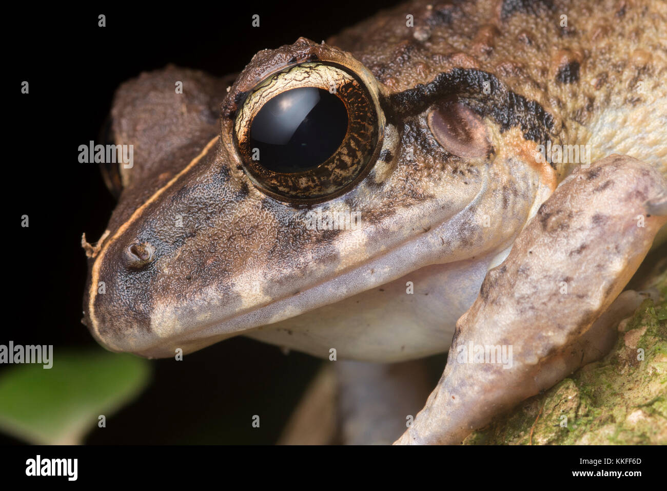 Craugastor Froscharten von Belize. Stockfoto